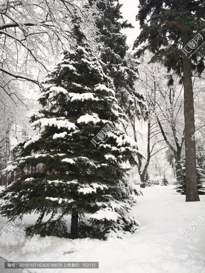 雪地圣诞树