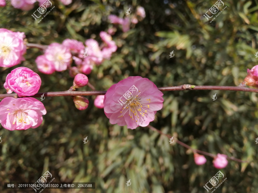 樱花