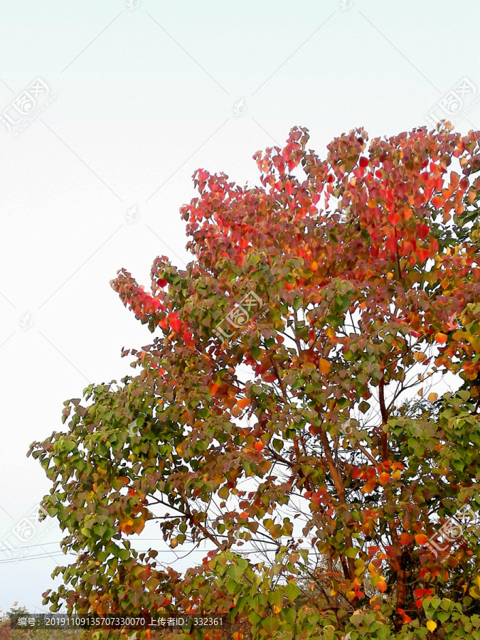 红叶乌桕树