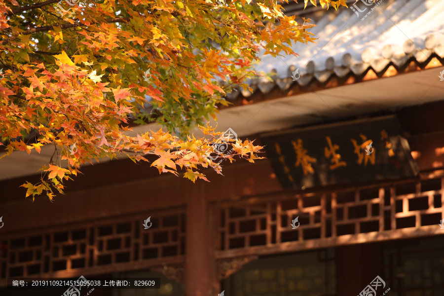 地坛中式红墙青瓦银杏叶秋景