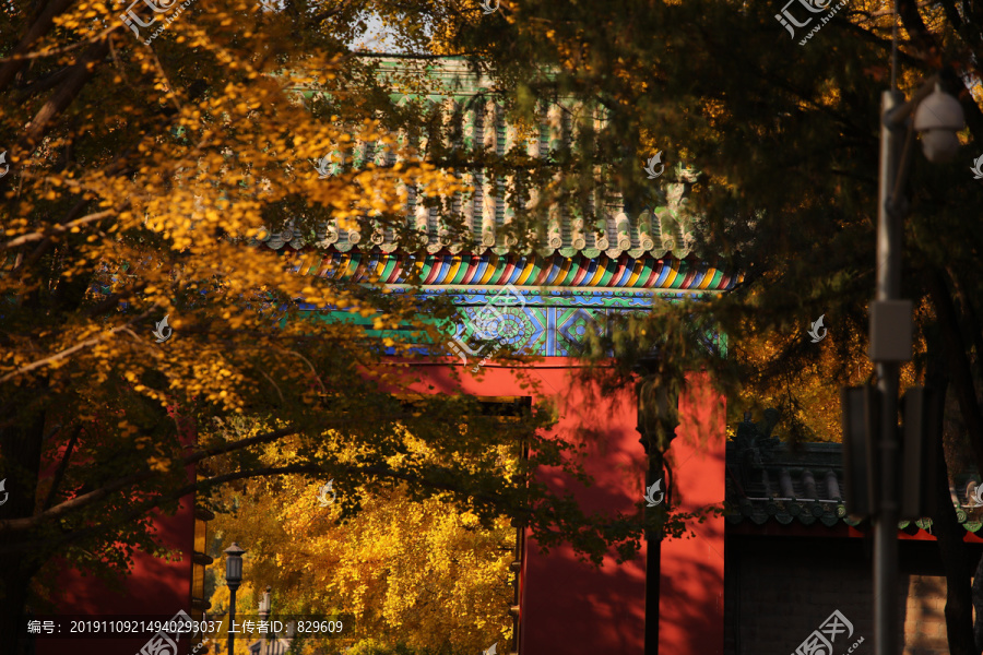 地坛中式红墙青瓦银杏叶秋景