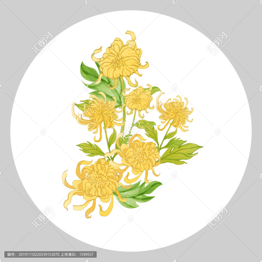 菊花手繪