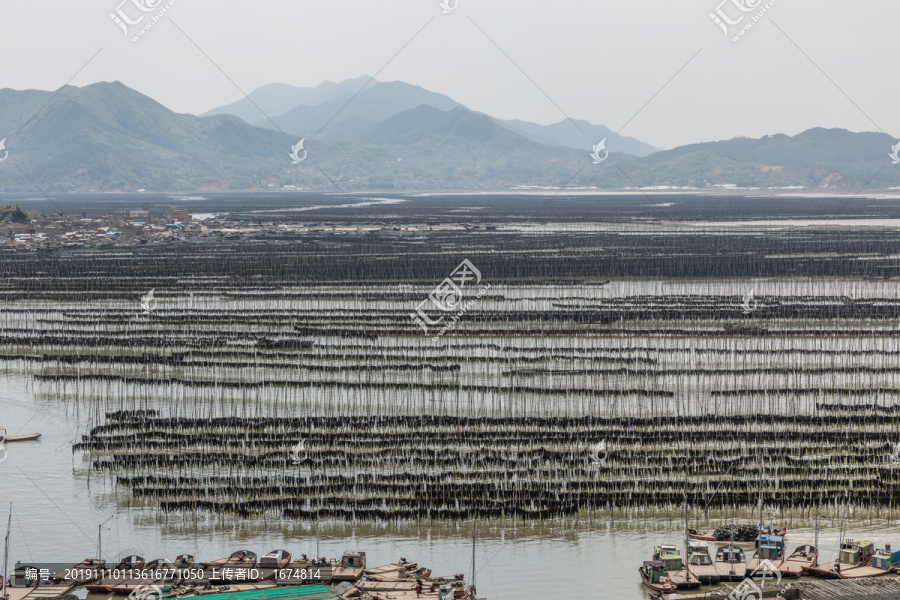 霞浦围江海带养殖基地