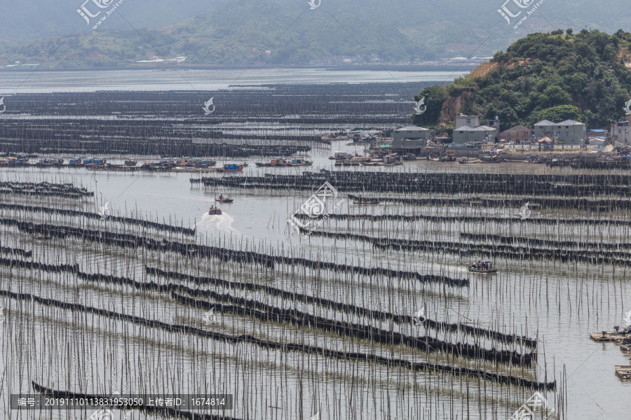 霞浦围江海带养殖基地