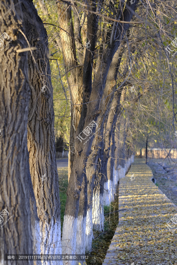 木栈道