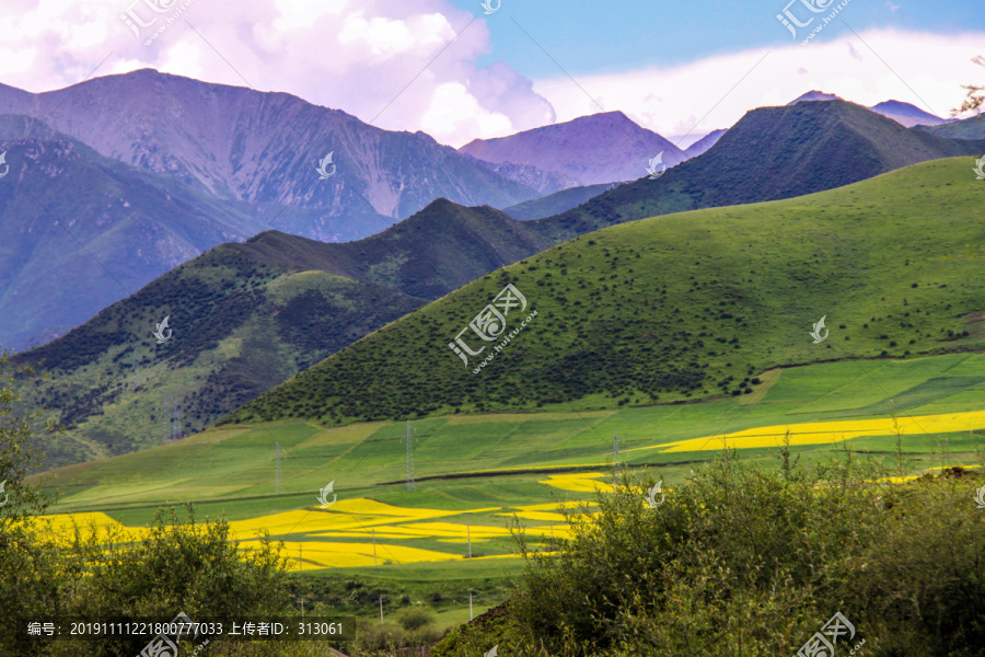 门源油菜花