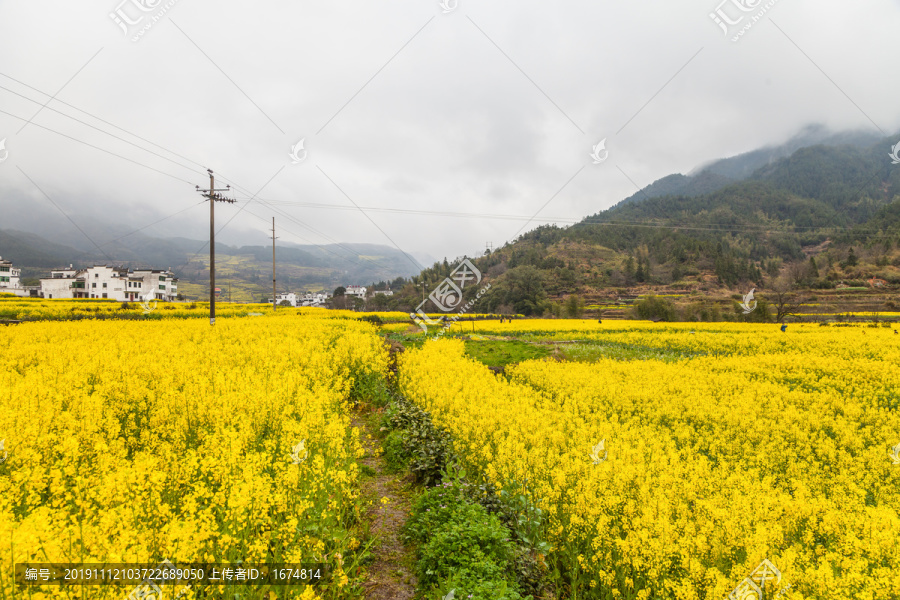 婺源江岭油菜花海