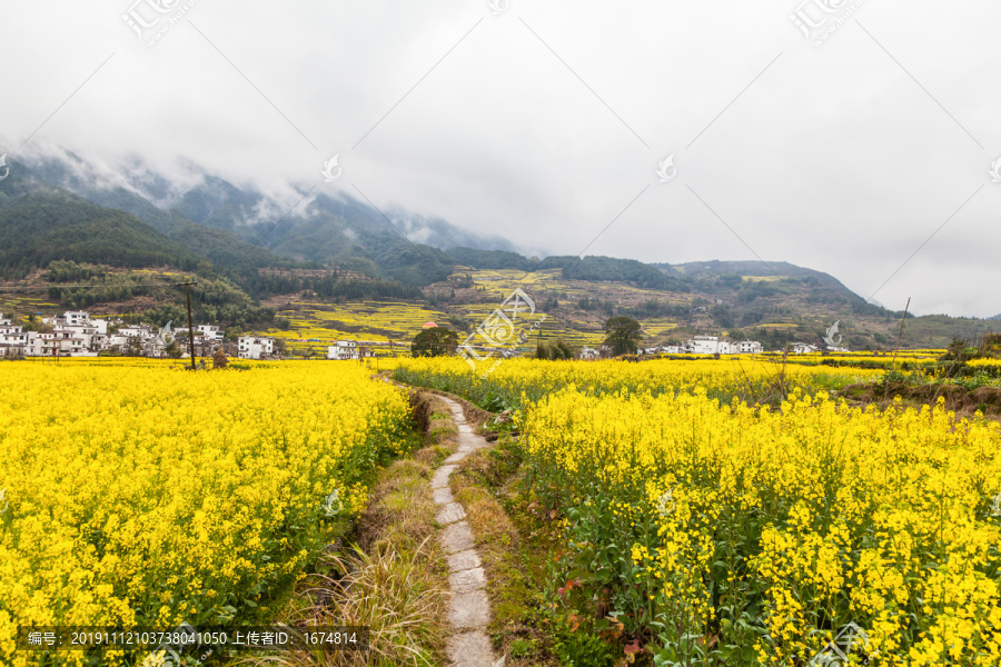 婺源江岭油菜花海