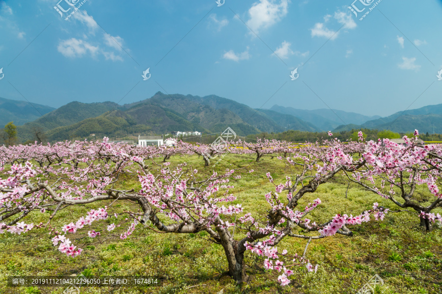 桃花林