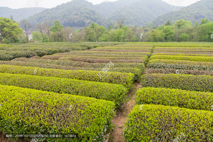 梅家坞