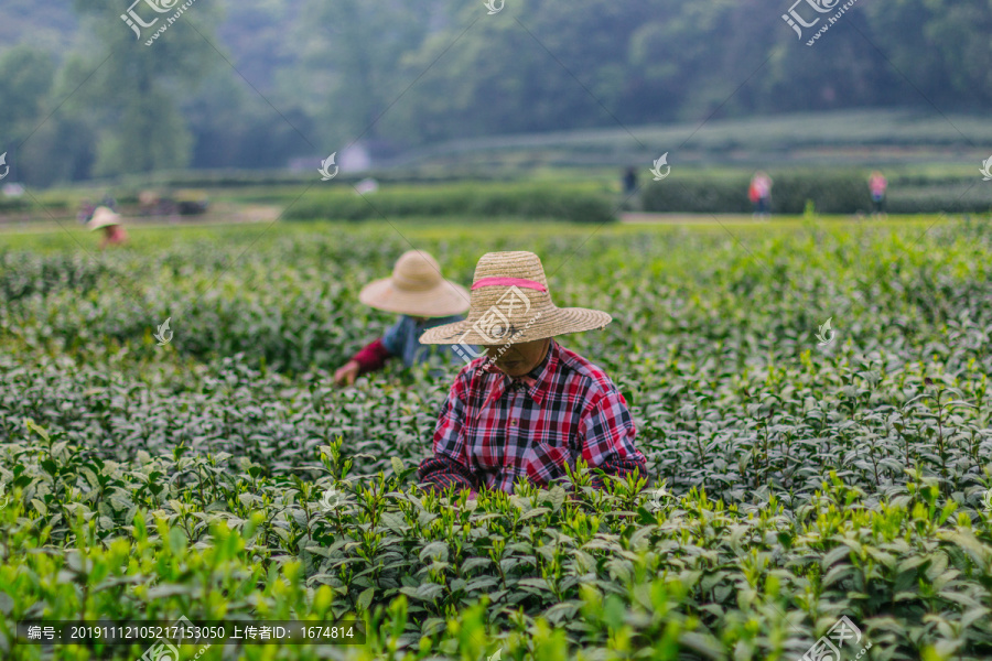 梅家坞