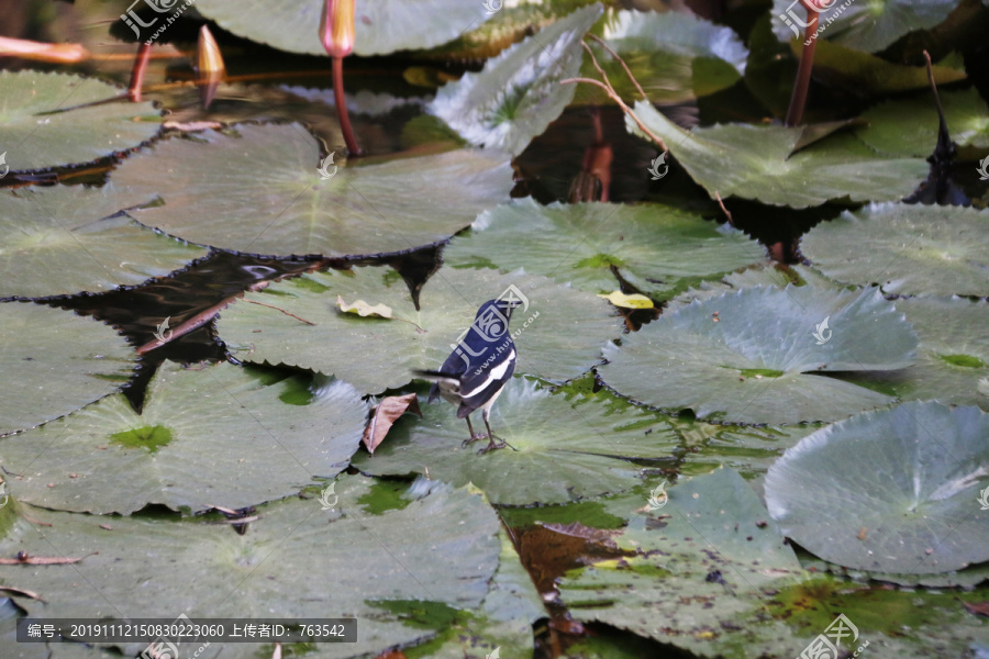 池塘小鸟