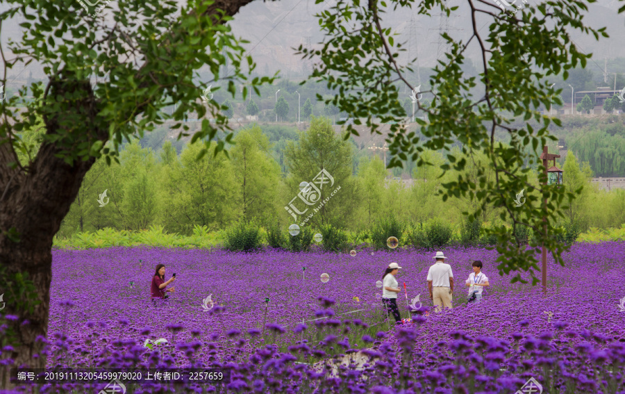 花海游玩