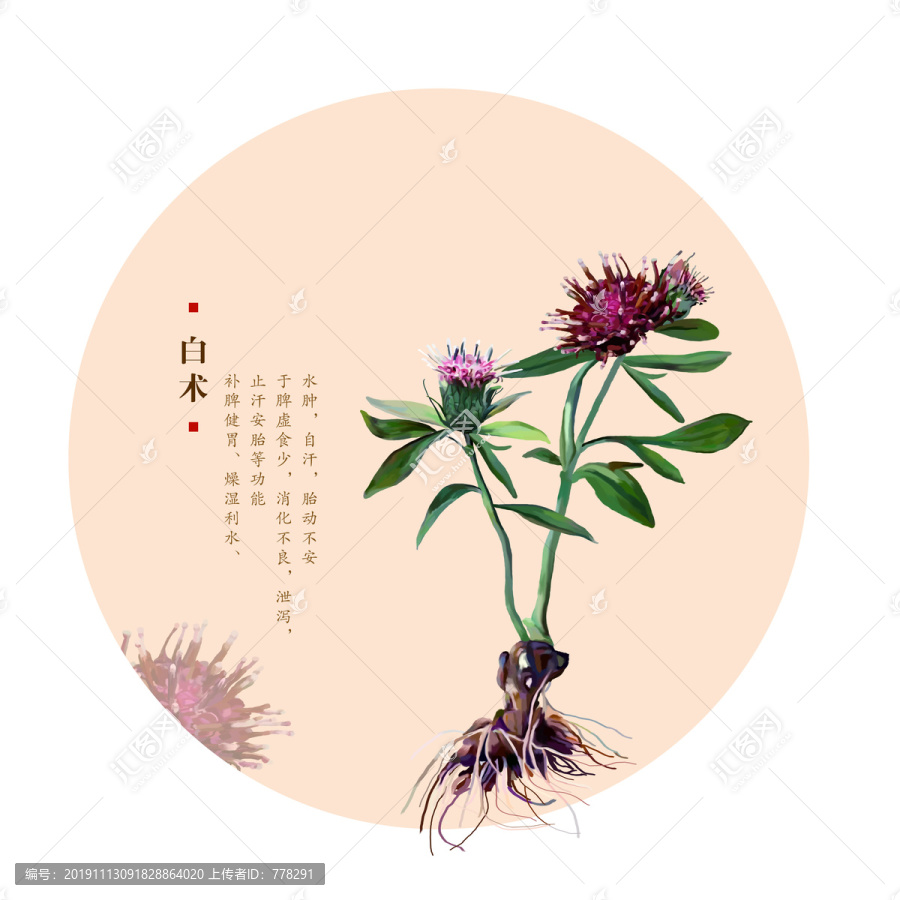 白術(shù)