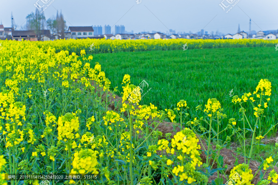 汉中油菜花节汉山田野风景