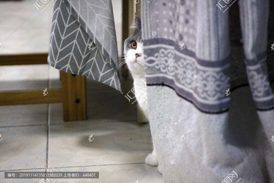 藏在窗帘后的小猫咪