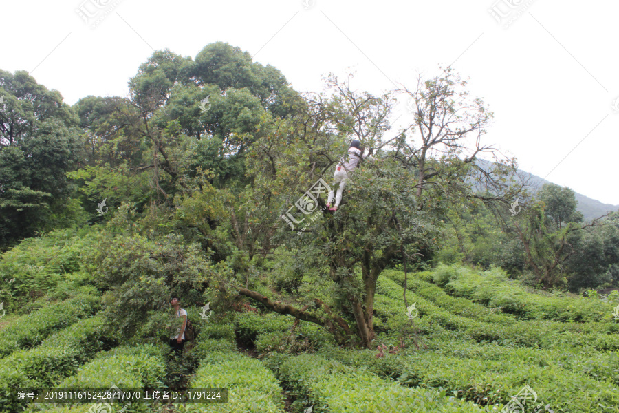 茶山