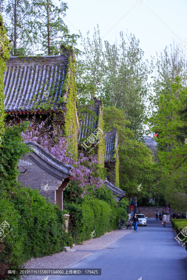 北京大学静园六院爬山虎紫藤花