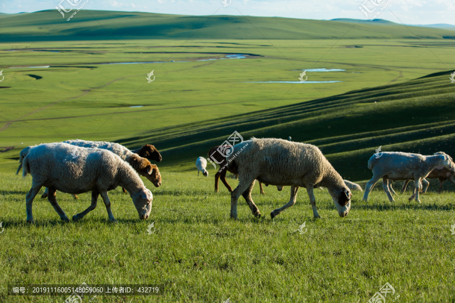 夏季草原吃草的绵羊