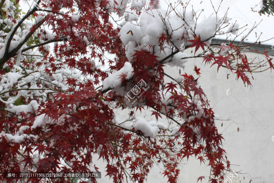 雪中红叶