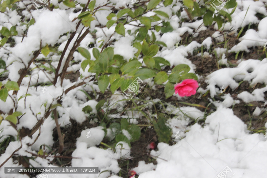 雪中小花