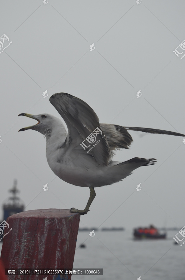 海鸥