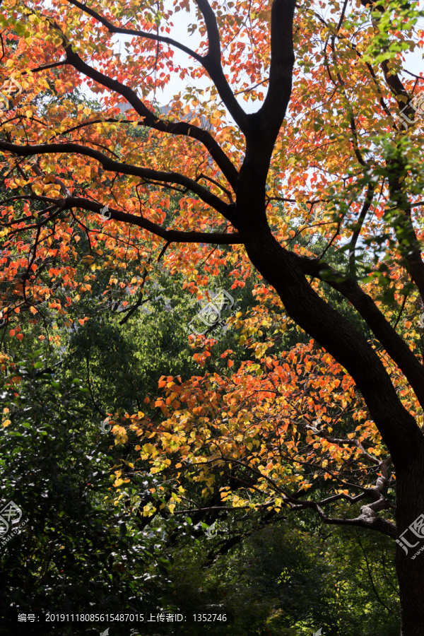 秋天乌桕树