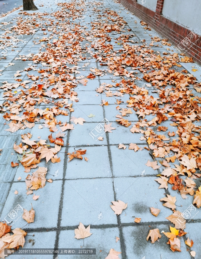 秋天的落叶