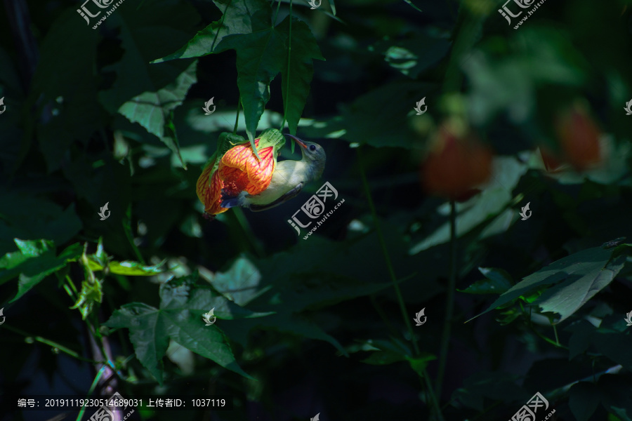 灯笼花和太阳鸟