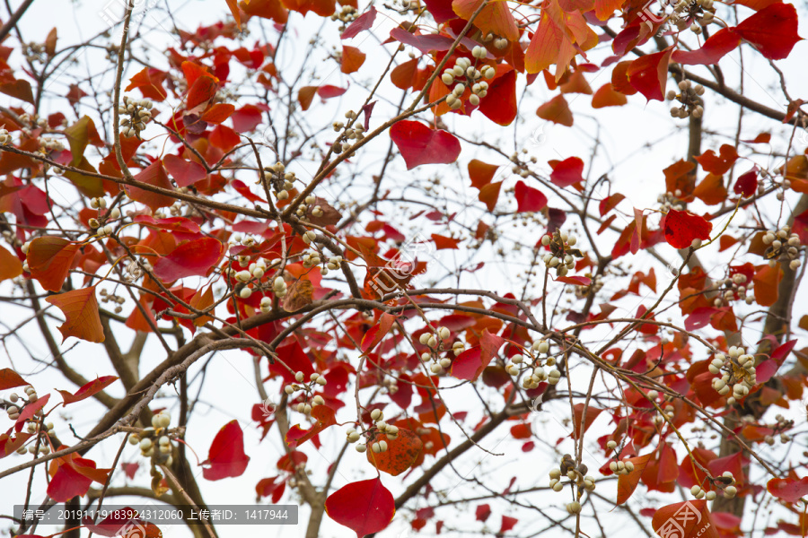 秋天的乌桕树叶