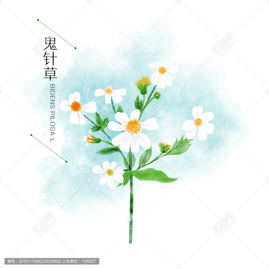 鬼針草中草藥手繪