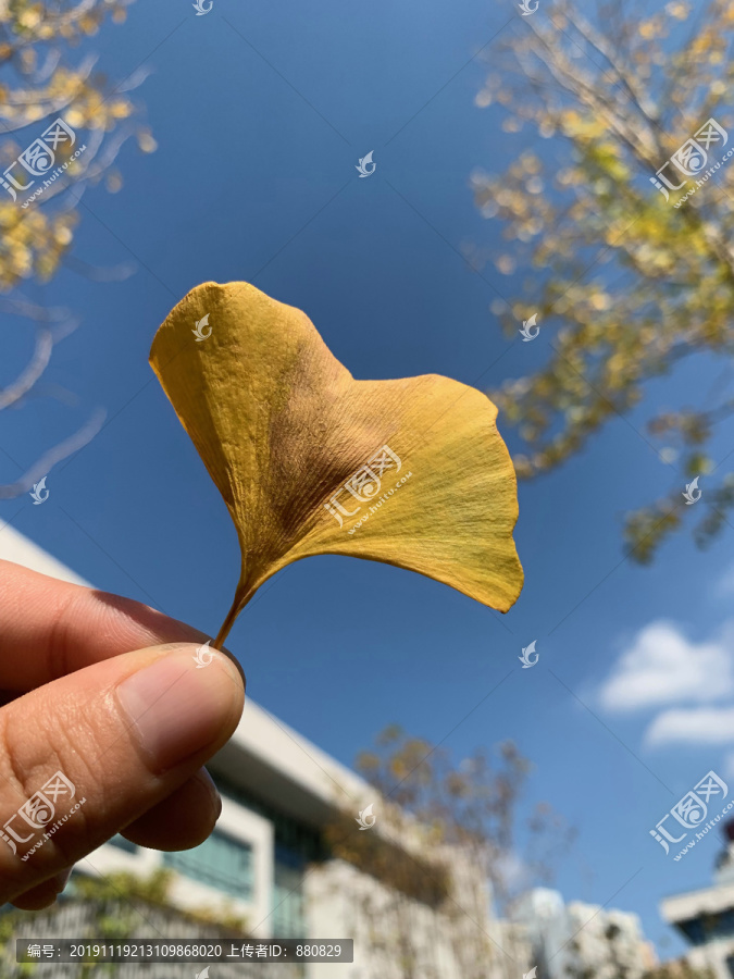 天空与银杏叶