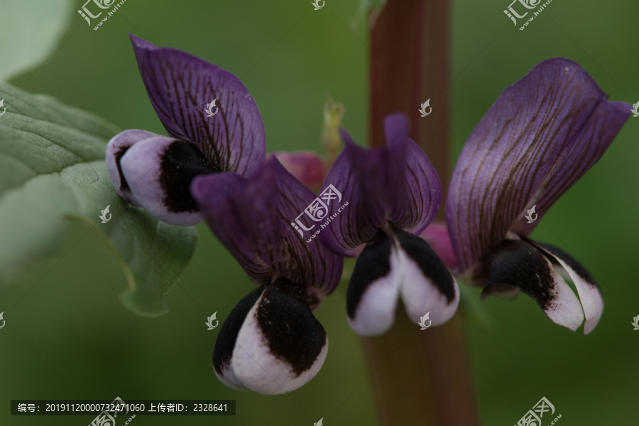 胡豆花