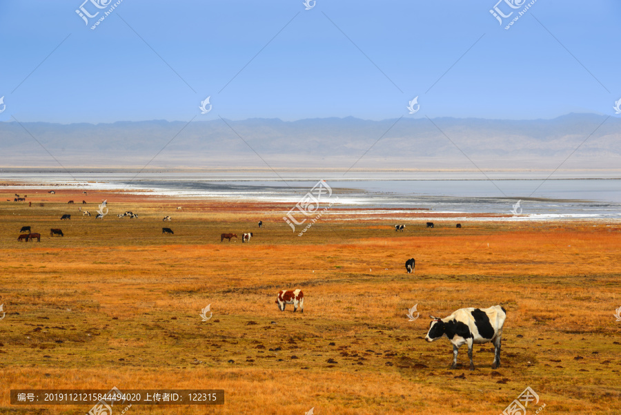 北疆湖畔的牧场风景