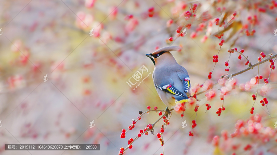 太平鸟