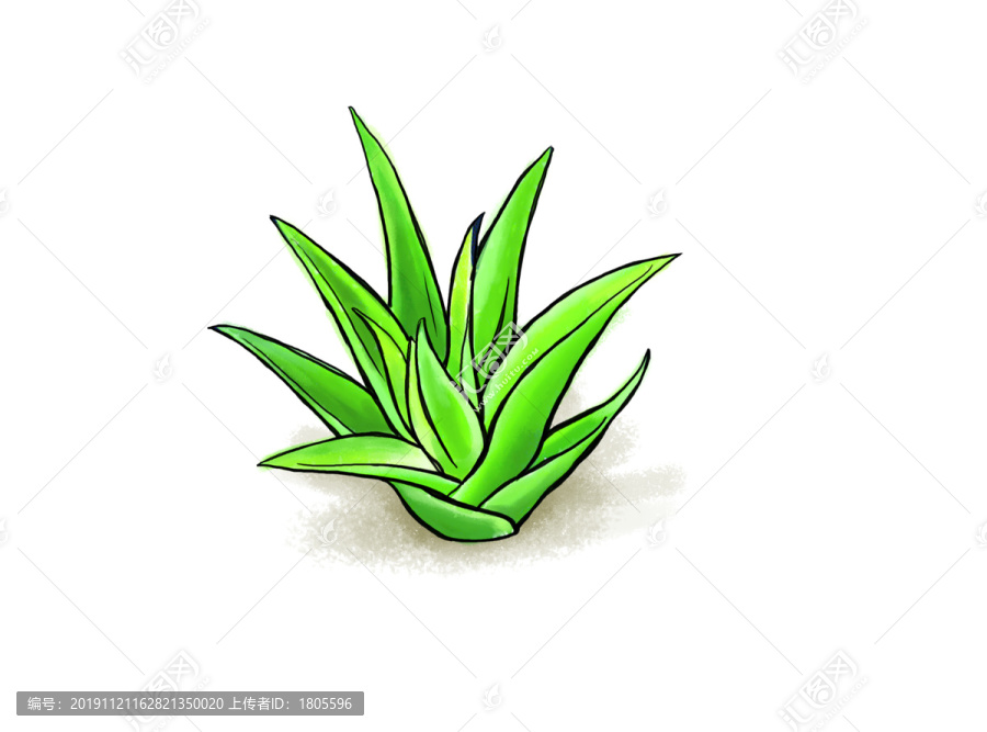 蘆薈插畫