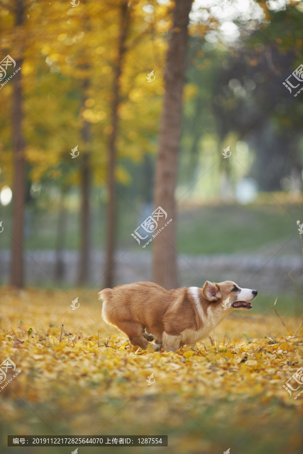 柯基犬