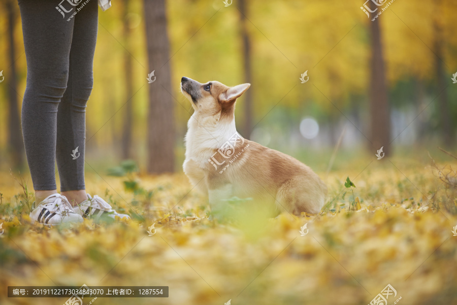 柯基犬