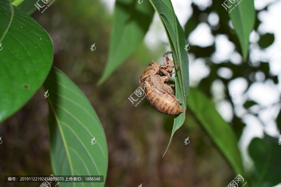 蝉壳蜕壳