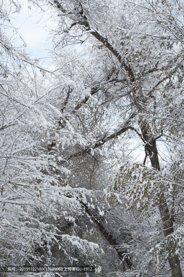 雪景