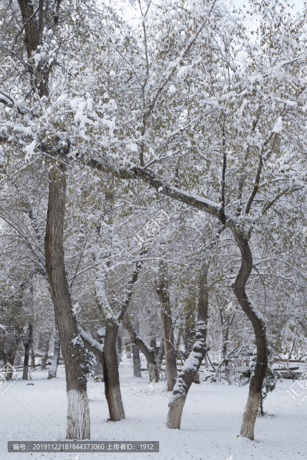 冬雪