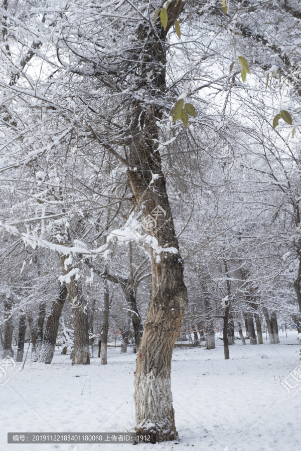 雪林