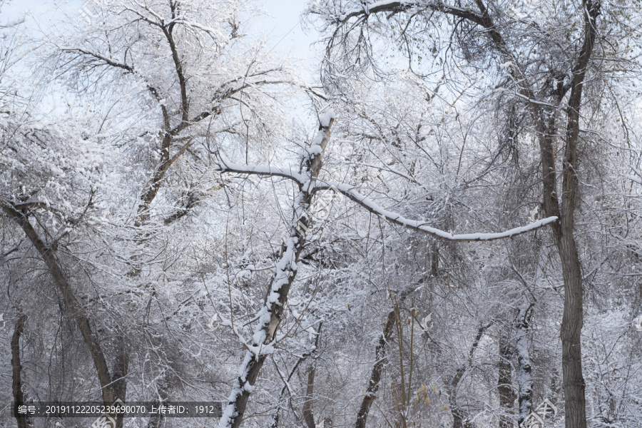 雪林