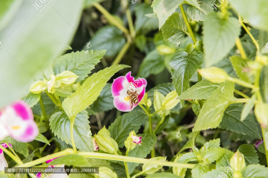 蜜蜂采蜜