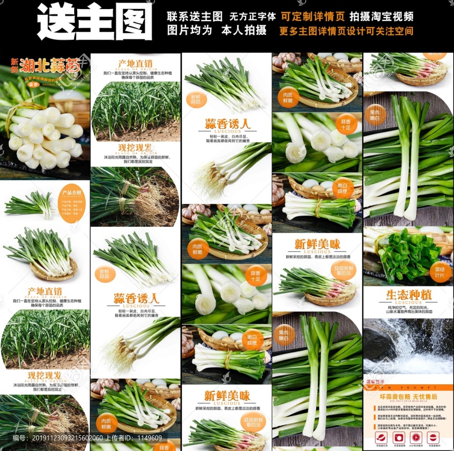 紅皮蒜苗詳情