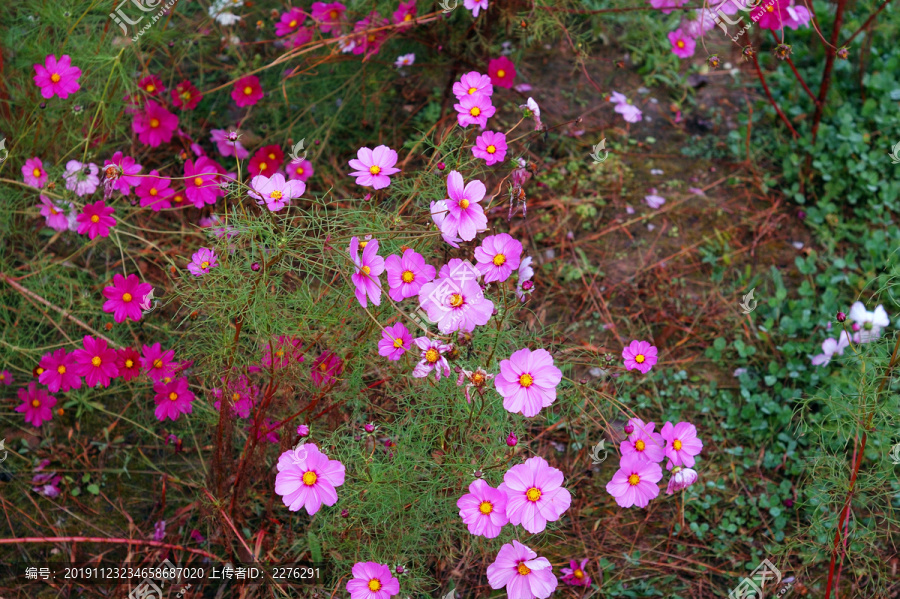 格桑花