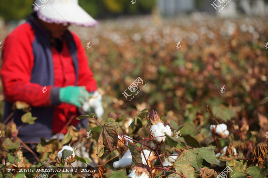 采摘棉花