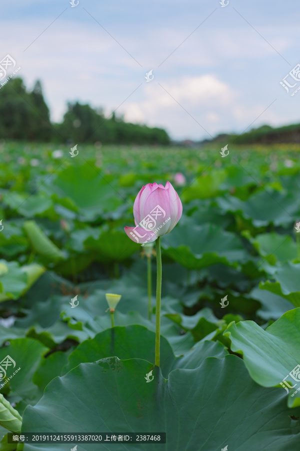 夏日荷花