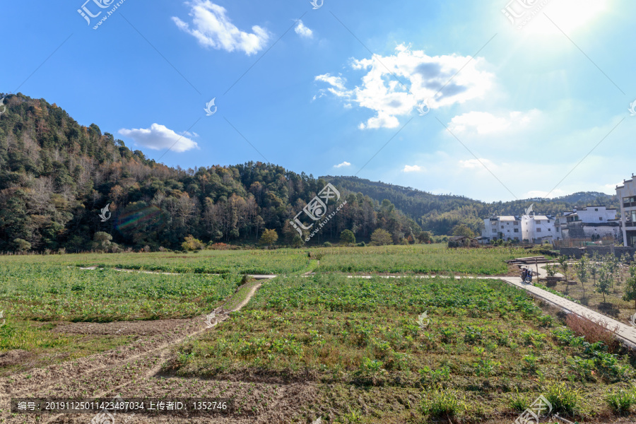 田野