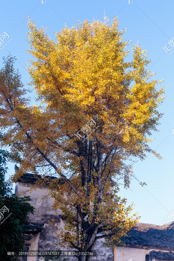 古建筑银杏树